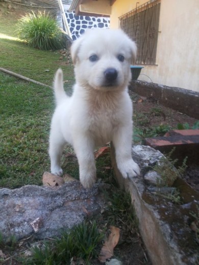 Kimbo, conociendo el jardín 